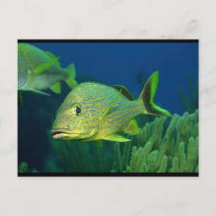 Carte Postale Poisson tropical