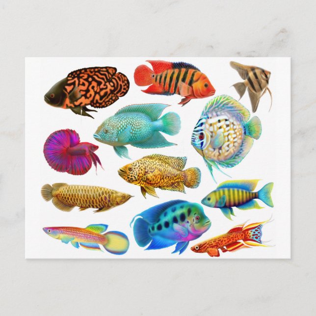 Carte Postale Poisson tropical d'eau douce 2011 Calendrier de po (Devant)