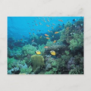 Carte Postale Poisson tropical nageant sur le récif