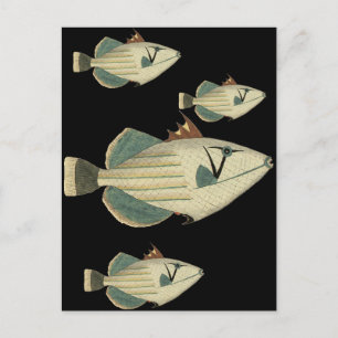 Carte Postale Poisson-verge