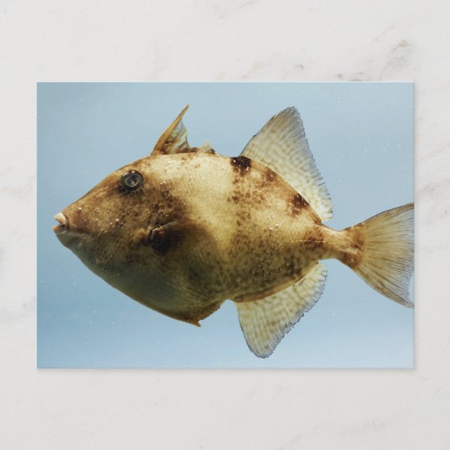 Carte Postale Poisson-verge gris (Devant)