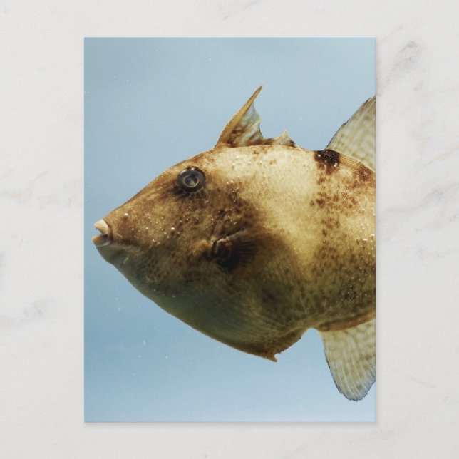 Carte Postale Poisson-verge gris (Devant)