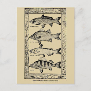 Carte Postale Poisson vintage populaire d'eau douce par Louis Rh