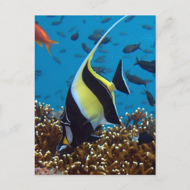 Carte Postale Poissons Animaux aquatiques (Devant)