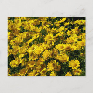 Carte Postale Poissons / Chrysanthème Coronarium