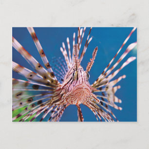 Carte Postale Poissons de lion vous regardant