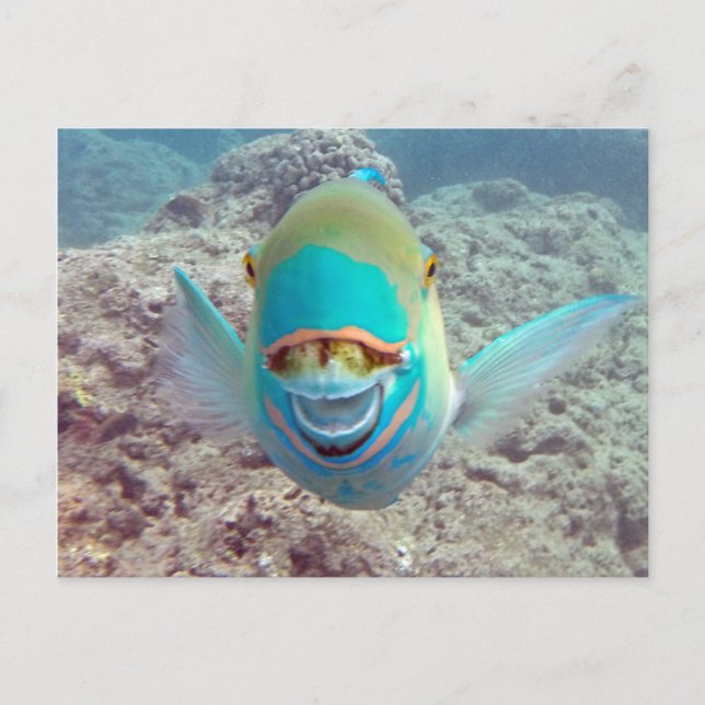 Carte Postale Poissons de perroquet d'Hawaï (Devant)