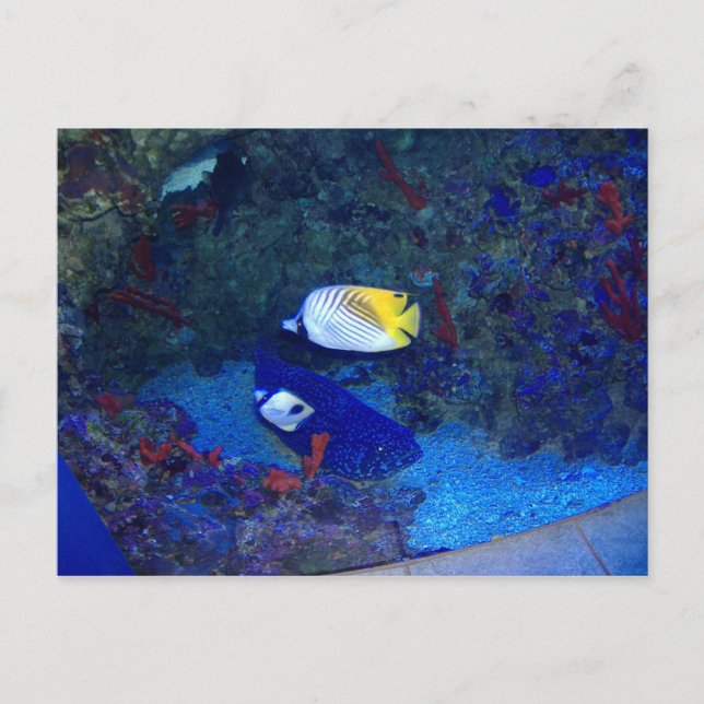 Carte Postale Poissons d'Hawaii (Devant)