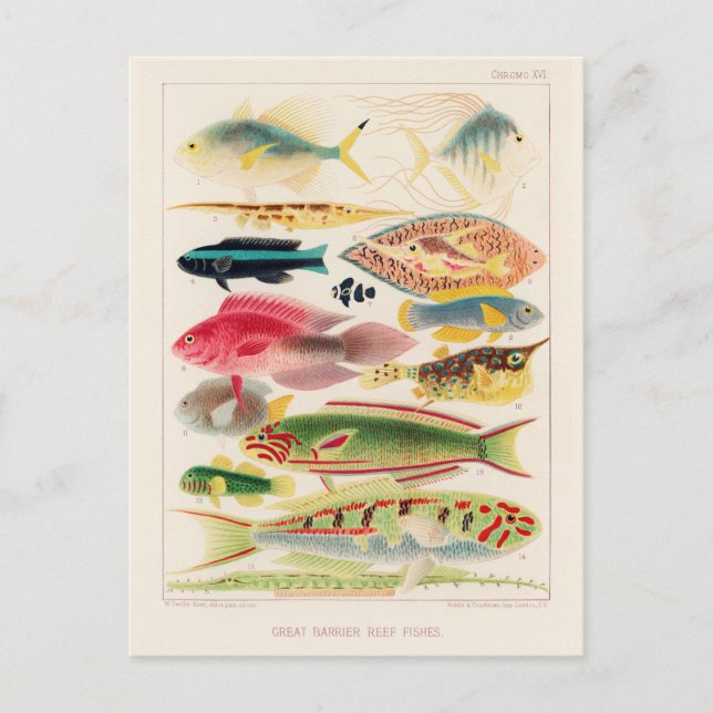 Carte Postale Poissons du récif de la Grande Barrière d'Australi (Devant)