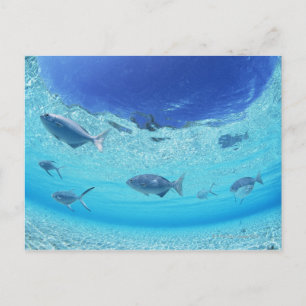 Carte Postale Poissons en mer 4