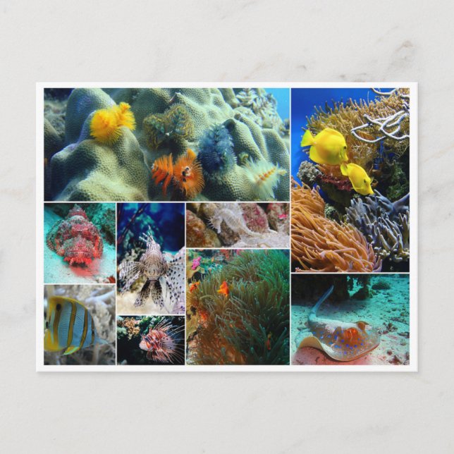 Carte Postale Poissons tropicaux collage océan mer corail plongé (Devant)