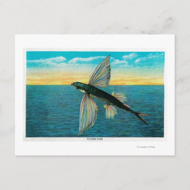 Carte Postale Poissons volants à l'île Catalina (Devant)