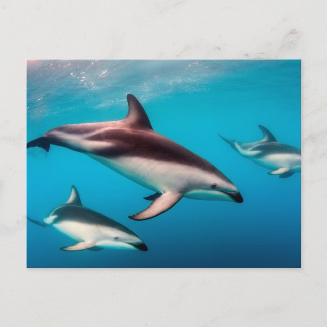 Carte Postale Poitrine des dauphins de Dusky au large de Kaikour (Devant)