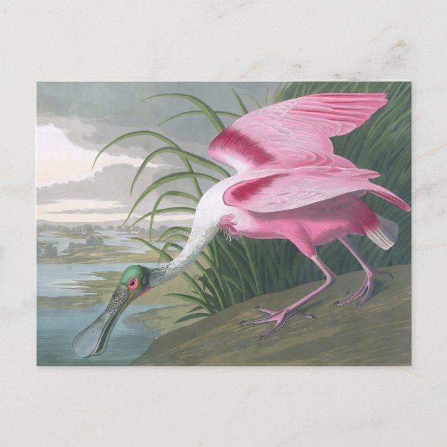 Carte Postale Poitrine rose, John James Audubon Fine Art (Devant)