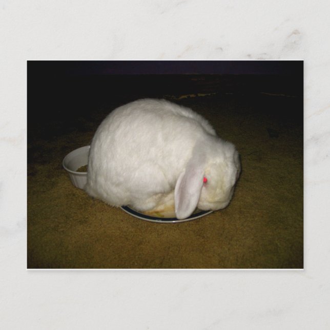 Carte Postale poitrine sur plaque (Devant)