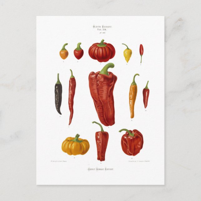 Carte Postale Poivrons (Devant)