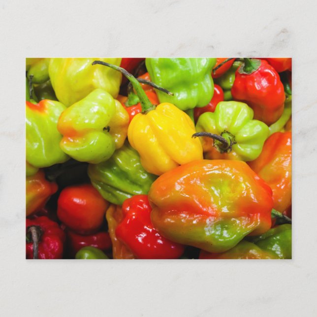 Carte Postale Poivrons écossais Bonnet Chili (Devant)
