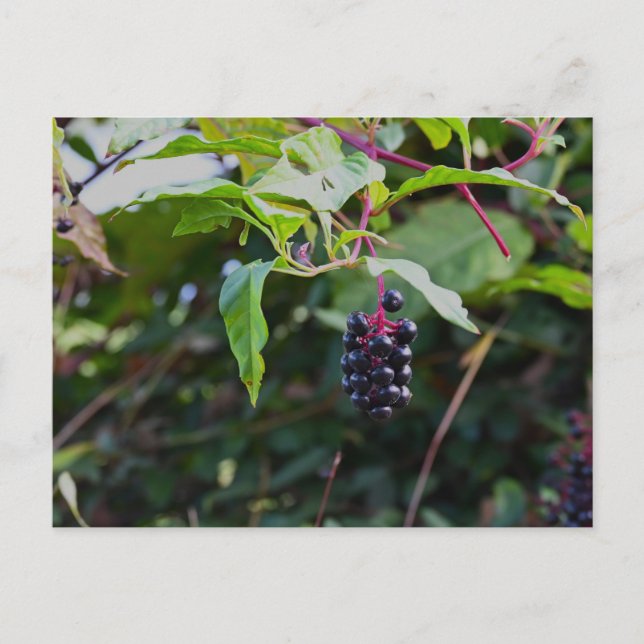 Carte postale Pokeweed Berries (Devant)