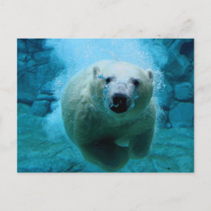 Carte Postale Polar Bear In Water