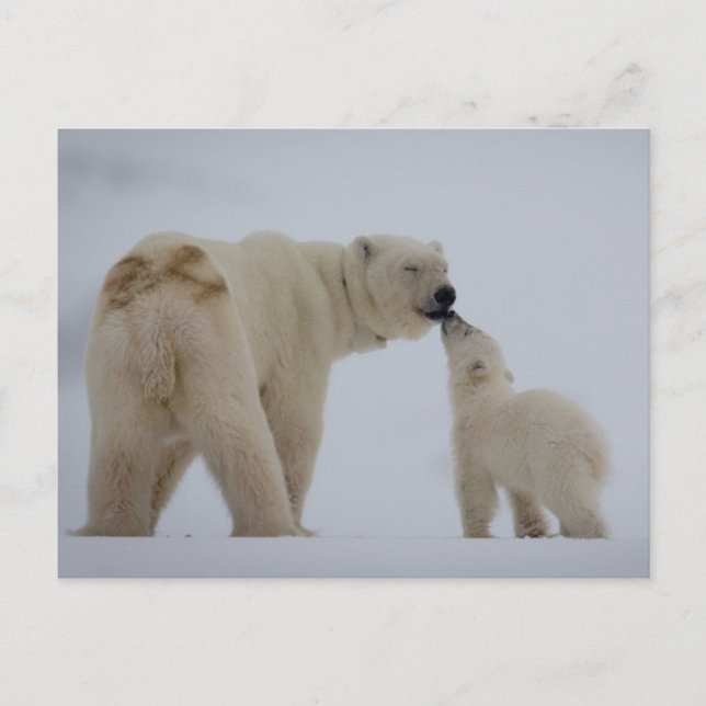 Carte Postale Polar Bear Mother with Cub (Devant)