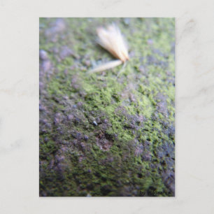 Carte postale - pollen et mousses