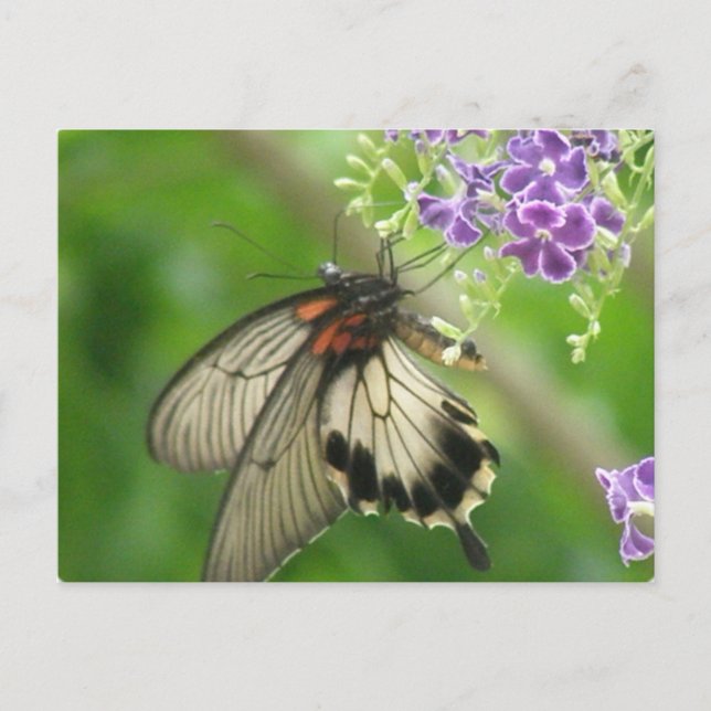 Carte postale Pollinisation papillon (Devant)
