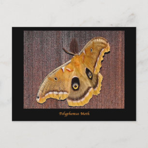 Carte Postale Polyphemus Moth