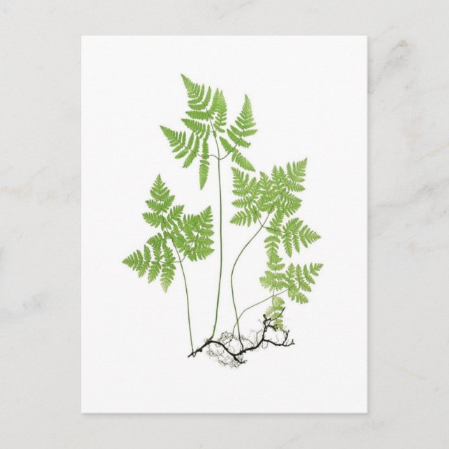 Carte Postale Polypodium dryopteris (Devant)