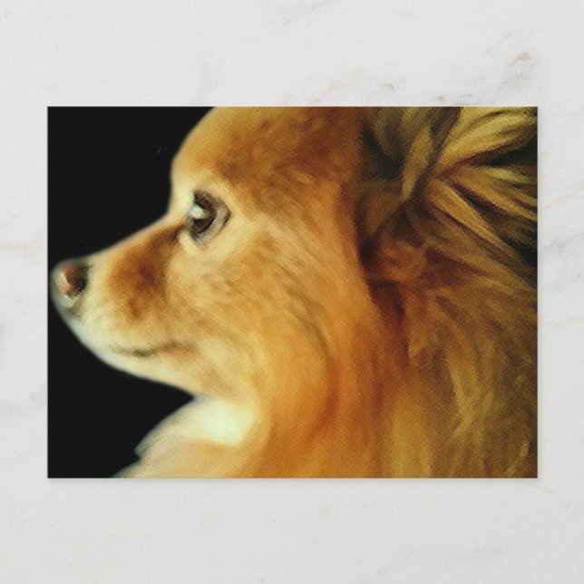 Carte Postale Pomeranian aux yeux d'aigle (Devant)