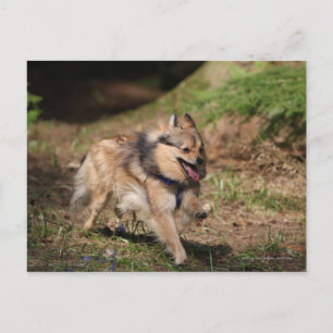 Carte Postale Pomeranian Running with Harness on