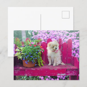 Carte Postale Poméranie Chien Chien Cottage Jardin Scène