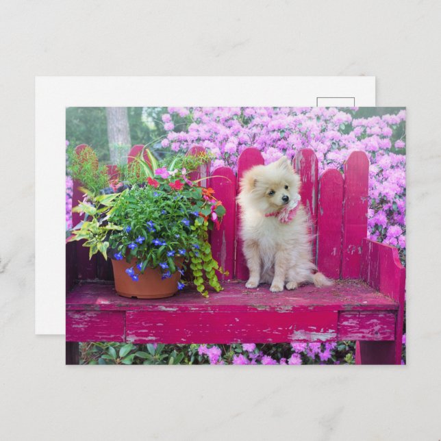 Carte Postale Poméranie Chien Chien Cottage Jardin Scène (Devant / Derrière)