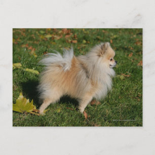 Carte Postale Poméranie debout