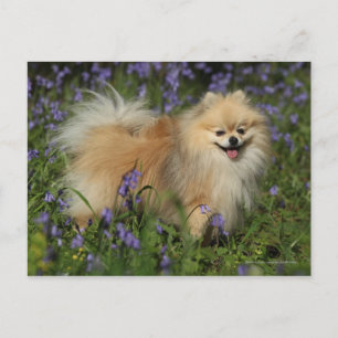 Carte Postale Poméranie regarder la caméra dans les Bluebells