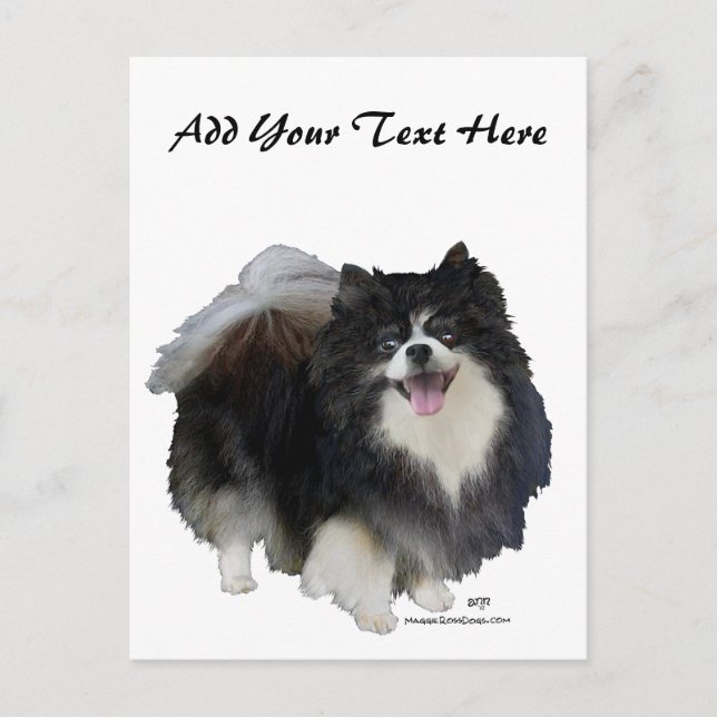 Carte Postale Poméranien noir (Devant)