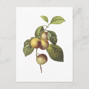 Carte Postale pomme de crabe (Malus sp.) par Redouté
