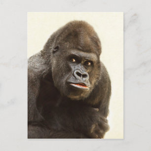 Carte Postale Pomme de Gorille