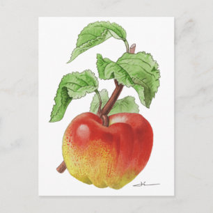 Carte postale " Pomme Jeanne Hardy "