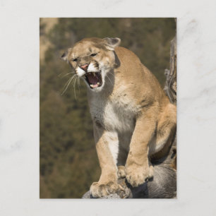Carte Postale Pomme ou lion de montagne, pomme concolor, Captif 