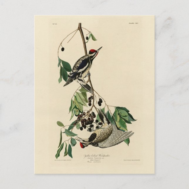 Carte Postale Pommeau à ventre jaune, Audubon Birds of America (Devant)
