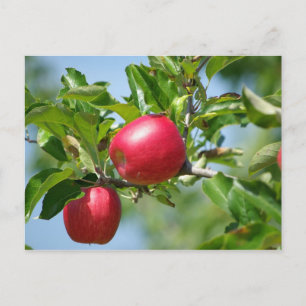 Carte Postale Pommes