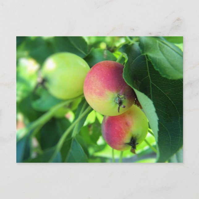 Carte Postale pommes (Devant)