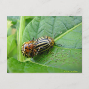 Carte Postale Pommes de terre