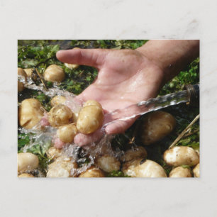 Carte Postale Pommes de terre fraîches du jardin se laver