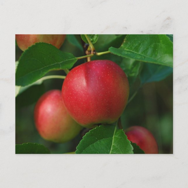 Carte postale Pommes d'été (Devant)