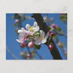 Carte Postale Pommes en fleurs - Une branche florissante de pomm
