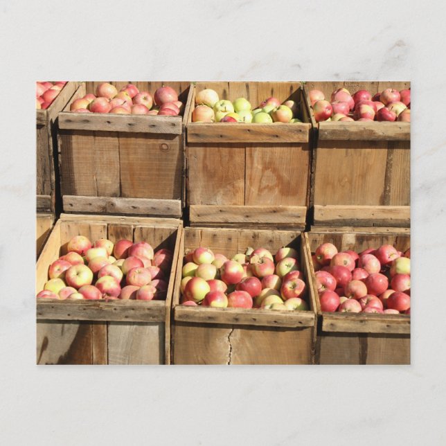 Carte Postale Pommes Macintosh Par Le Crate (Devant)
