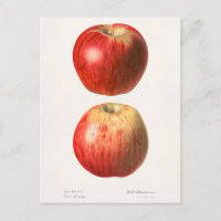 Pommes (Malus Domestica) Peinture à l'aquarelle au