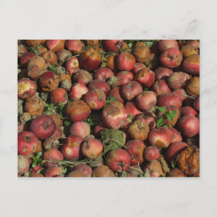 Carte Postale Pommes pourries