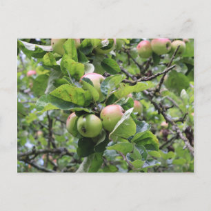 Carte Postale Pommes vertes dans l'arbre